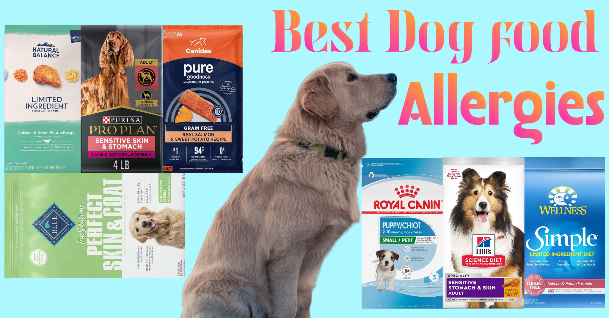 Best dog food allergies