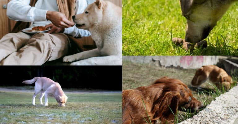Effective home remedies to stop dog from eating poop