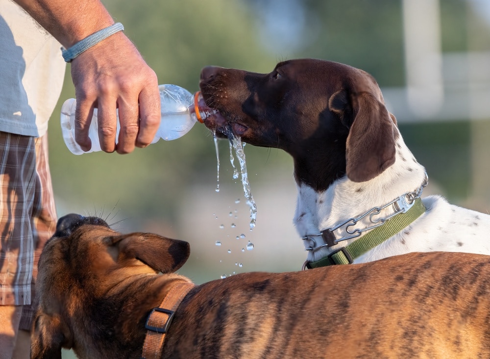 How long can a dog go without water5